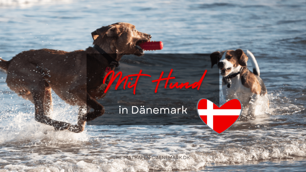 Zwei Hunde spielen am Strand in Dänemark