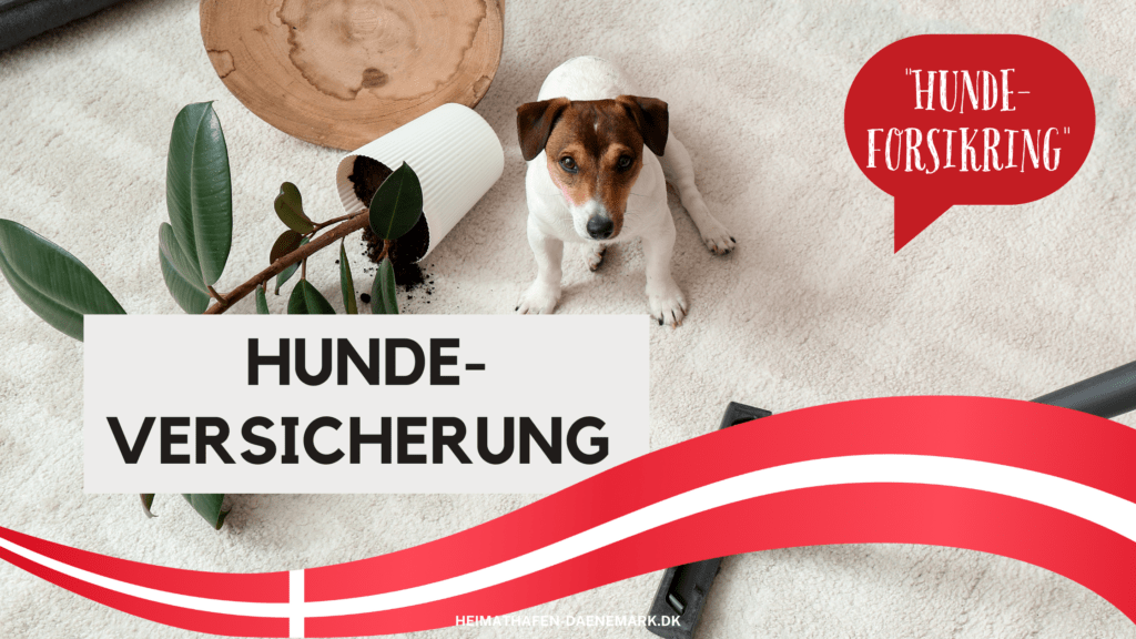 Ein kleiner dänischer Hund guckt schuldig in die Kamera, weil neben ihm eine umgekippte Blume auf dem Teppich liegt und seine Hundeversicherung seinen Schaden nun deckt