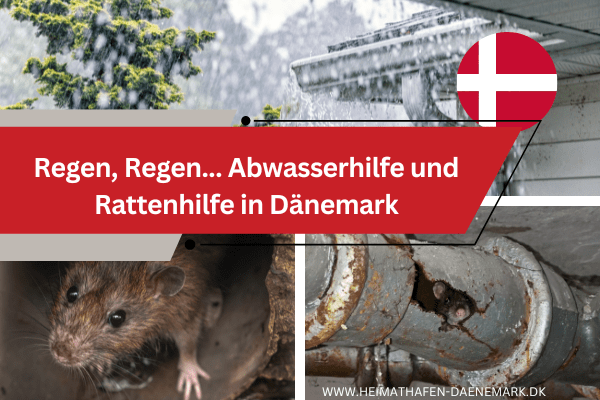 Regen, Regen… beim Thema Regenwasser und Abwasser und Ratten muss in Dänemark der Fachmann ran